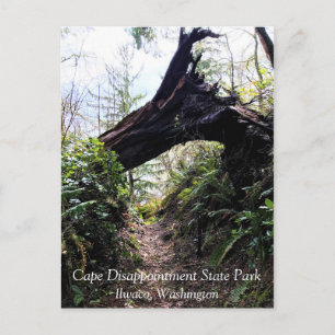 Coastal Forest Loop Trail, Cape Disappointment, WA Postcard