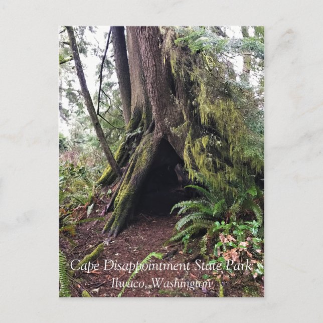 Coastal Forest Loop Trail, Cape Disappointment, WA Postcard (Front)