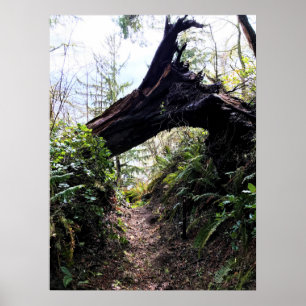 Coastal Forest Loop Trail, Cape Disappointment, WA Poster