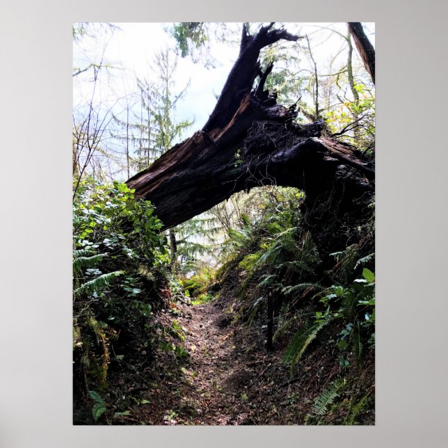 Coastal Forest Loop Trail, Cape Disappointment, WA Poster (Front)