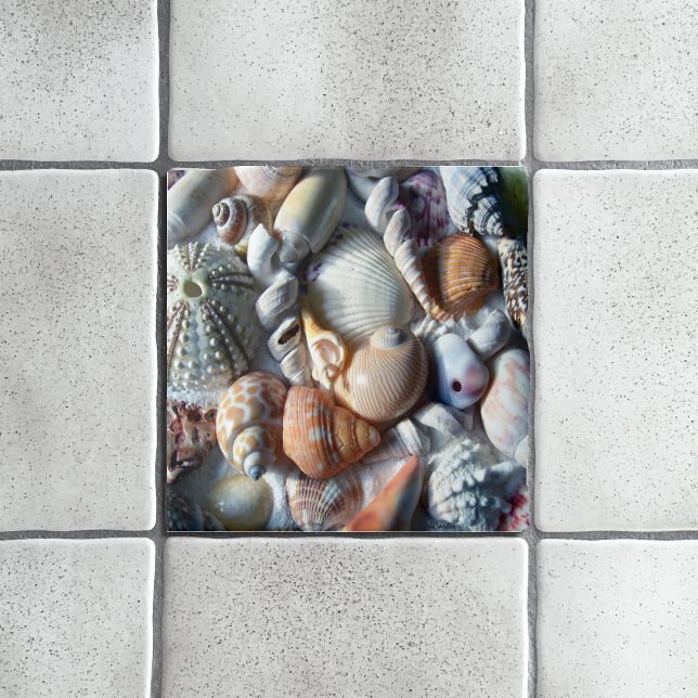 Coastal Home Decor Beautiful Seashells Tile (Creator Uploaded)