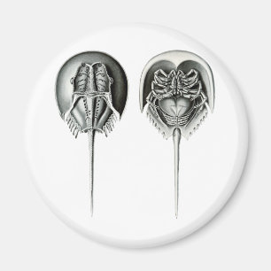 Coastal Horseshoe Crab Magnet