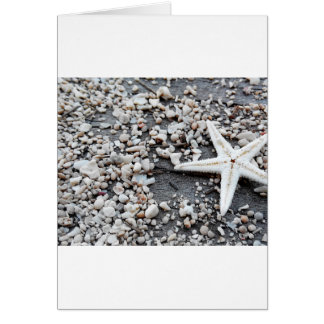 Coastal Nautical Starfish Shell Grey Beach Sand