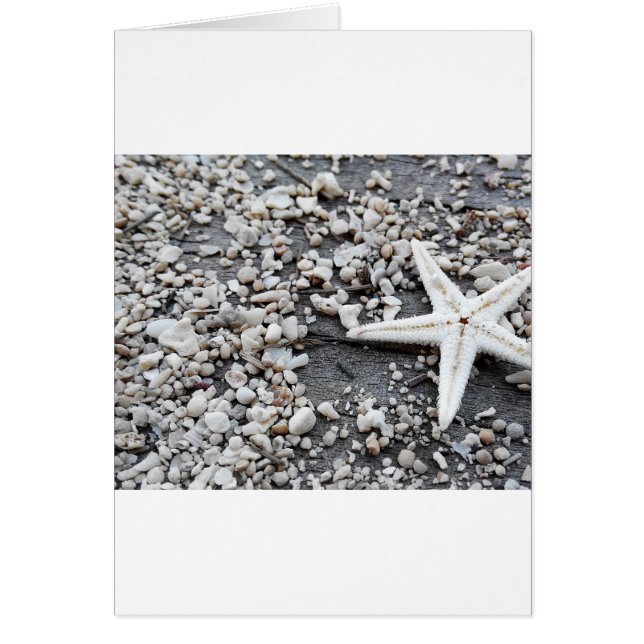 Coastal Nautical Starfish Shell Grey Beach Sand (Front)