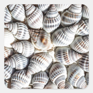 Coastal Ocean Sea Shell Pattern Square Sticker