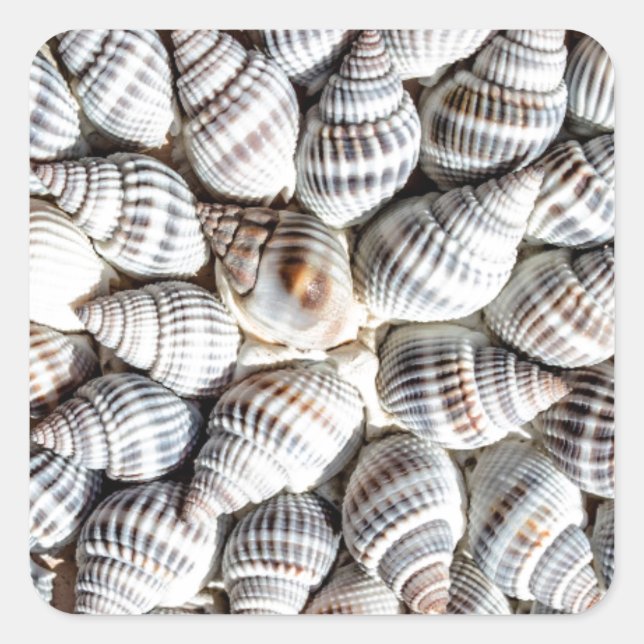 Coastal Ocean Sea Shell Pattern Square Sticker (Front)