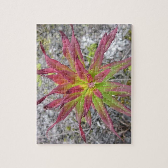 Coastal Paintbrush Puzzle (Vertical)