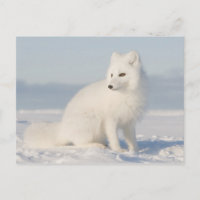 Coastal Plain | the Arctic Fox