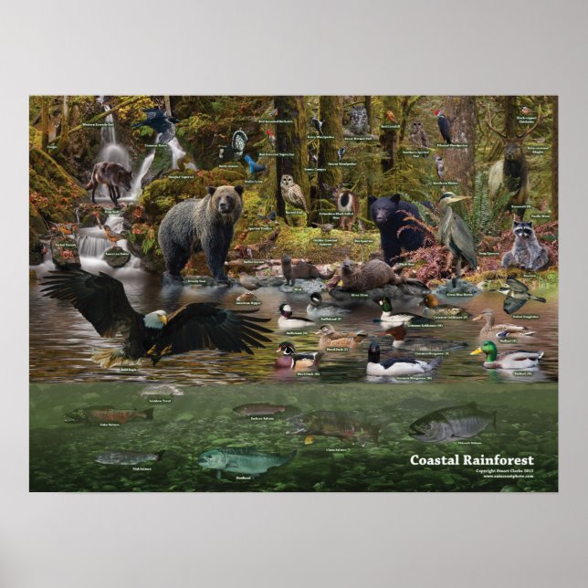 Coastal Rainforest Poster (Front)