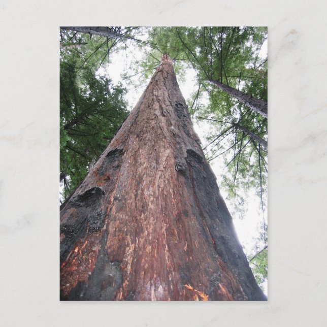 Coastal Redwood - Big Sur, California Postcard (Front)