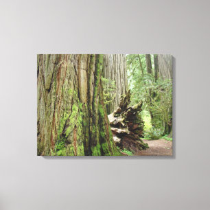 Coastal Redwood Trees Canvas Prints Forests