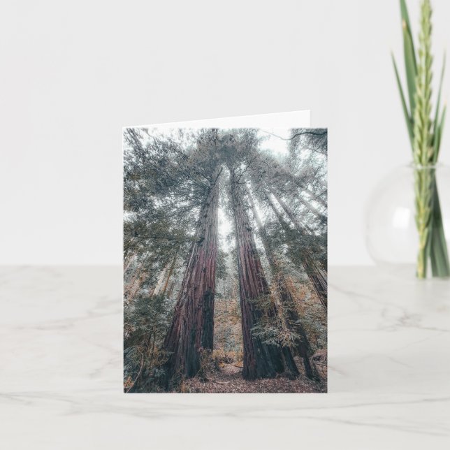 Coastal redwoods note card (Front)