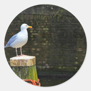 Coastal Seagull Bird and Ocean Wildlife Photo Classic Round Sticker