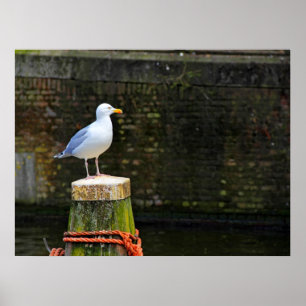 Coastal Seagull Bird and Ocean Wildlife Photo Poster