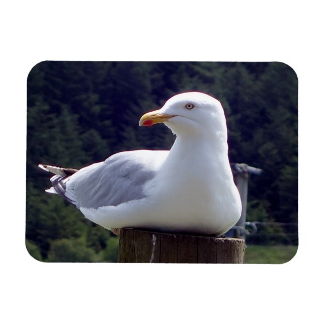 Coastal Seagull Resting Wildlife Ocean Scene Art Magnet (Horizontal)