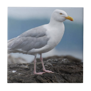 Coastal Seagull Tile
