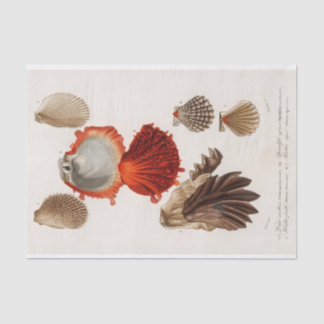 coastal seashell watercolor tissue paper