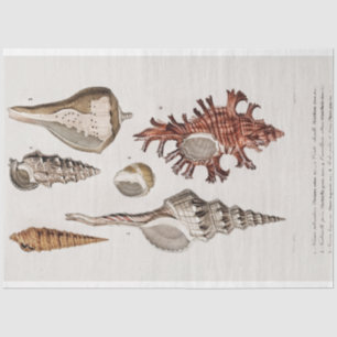 coastal seashell watercolor tissue paper