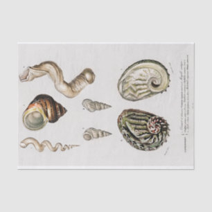 coastal seashell watercolors tissue paper