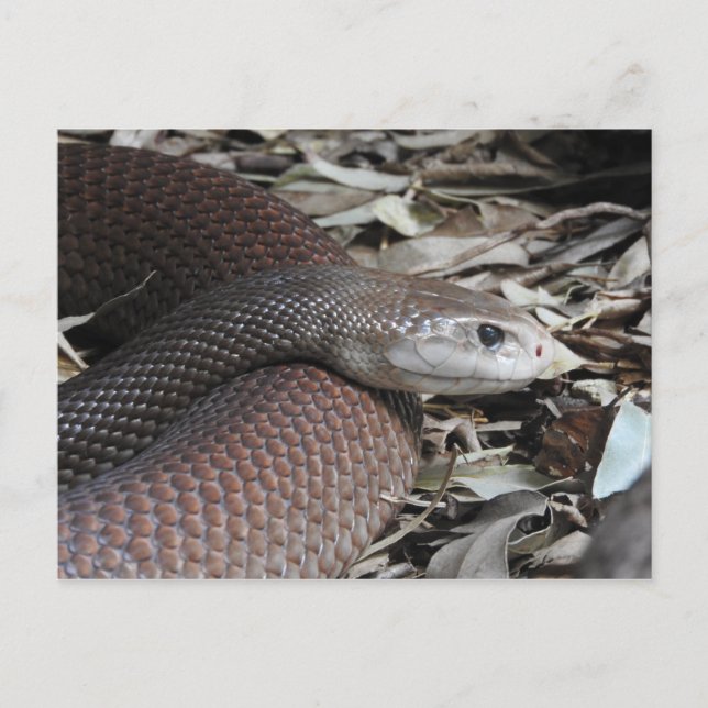 Coastal Taipan Postcard (Front)