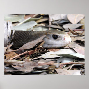Coastal Taipan Poster