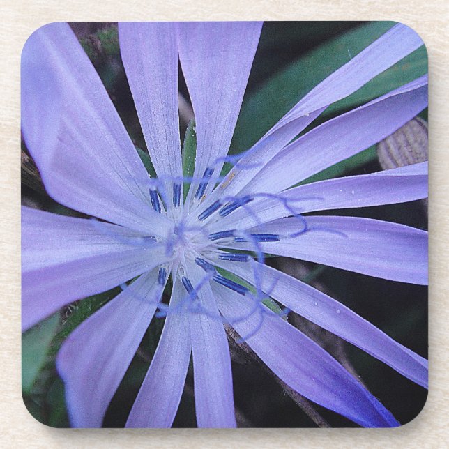 Coaster blue wildflower (Front)