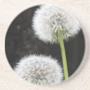 Coaster - Dandelions