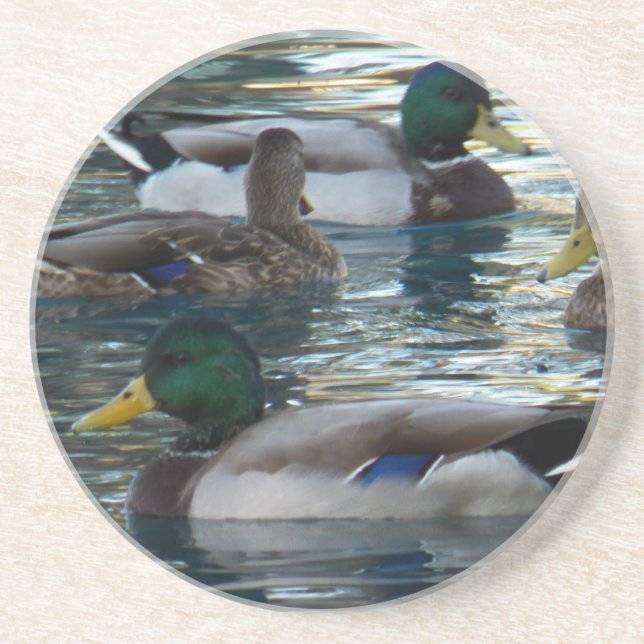Coaster - Duck, Duck, Duck, Duck (Front)