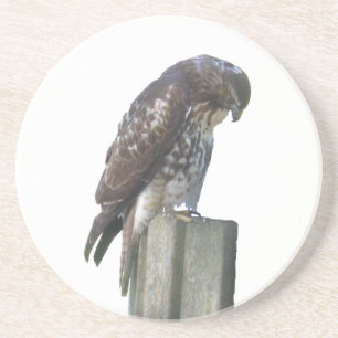 Coaster - Falcon