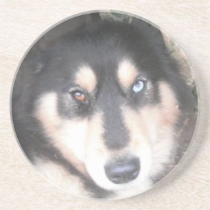Coaster Husky One Blue Eye One Brown Eye