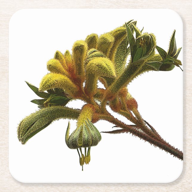 Coaster - Kangaroo Paw (Front)