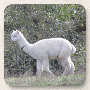 Coaster set - White Alpaca