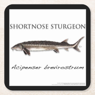 COASTER - STURGEON FISH SHORTNOSE - acigifts@yahoo
