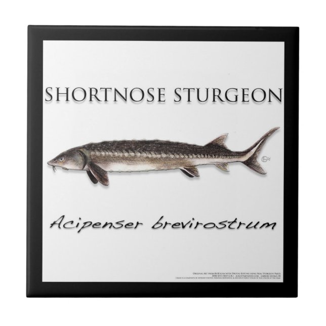 COASTER - STURGEON FISH SHORTNOSE - acigifts@yahoo (Front)
