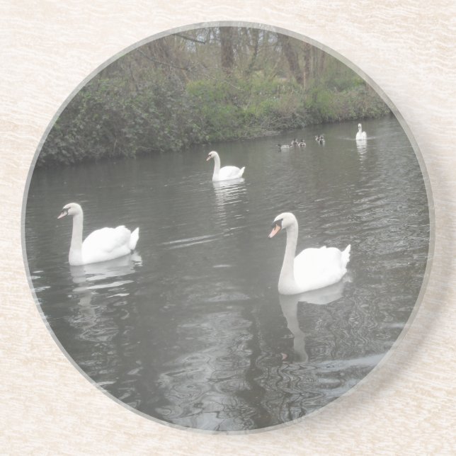 Coaster Swans Swimming (Front)