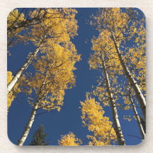 Coasters offering a taste of colourful Colorado