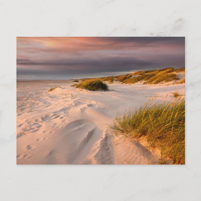 Coastline | Saltum Beach, Denmark Postcard (Front)
