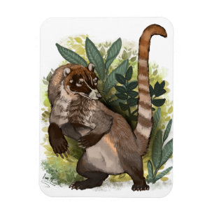 Coatamundi or White Nosed Coati Magnet