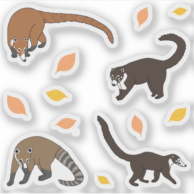 Coatis (Front)
