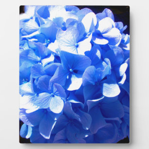 Cobalt blue floral elegant blue hydrangeas plaque