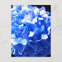 Cobalt blue floral elegant blue hydrangeas