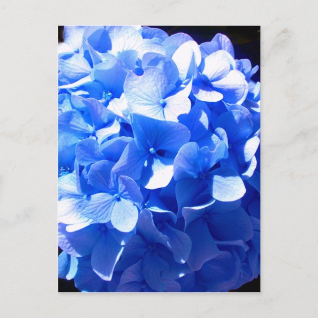 Cobalt blue floral elegant blue hydrangeas  postcard (Front)