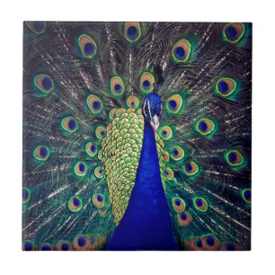 Cobalt Blue Peacock Tile