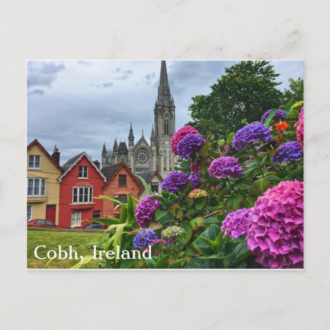 Cobh Ireland, Hydrangeas, Postcard (Front)
