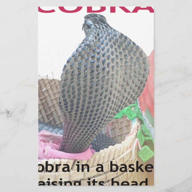 Cobra in a Basket Ready to spit Fire (Front)