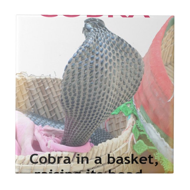 Cobra in Basket Art Print Tile (Front)