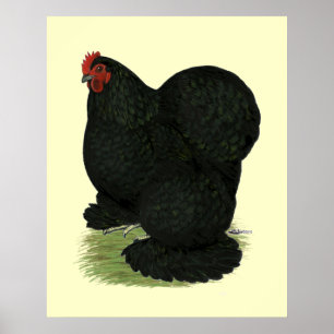 Cochin:  Black Hen Poster