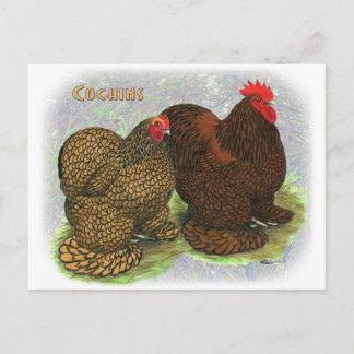 Cochin: Golden-laced2 Postcard