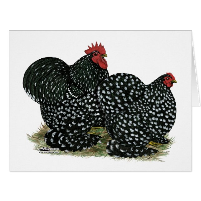 Cochin Mottled Chickens (Front Horizontal)