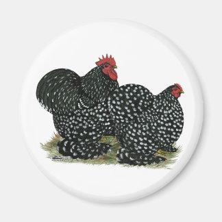 Cochin Mottled Chickens Magnet